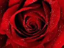 rose.jpg